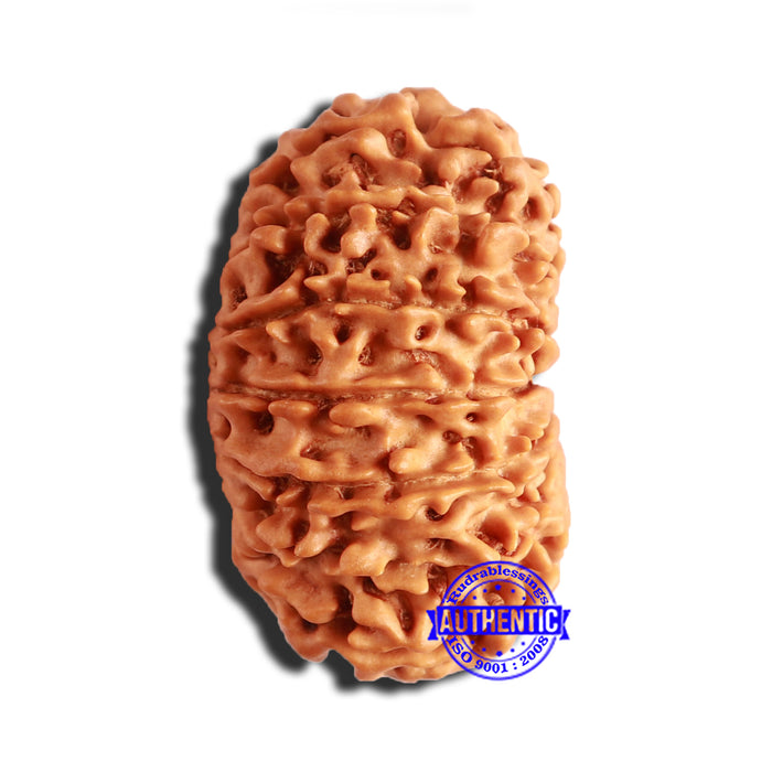 15 Mukhi Rudraksha from Nepal - Bead No. 69