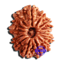 Load image into Gallery viewer, 15 Mukhi Rudraksha from Nepal - Bead No. 74
