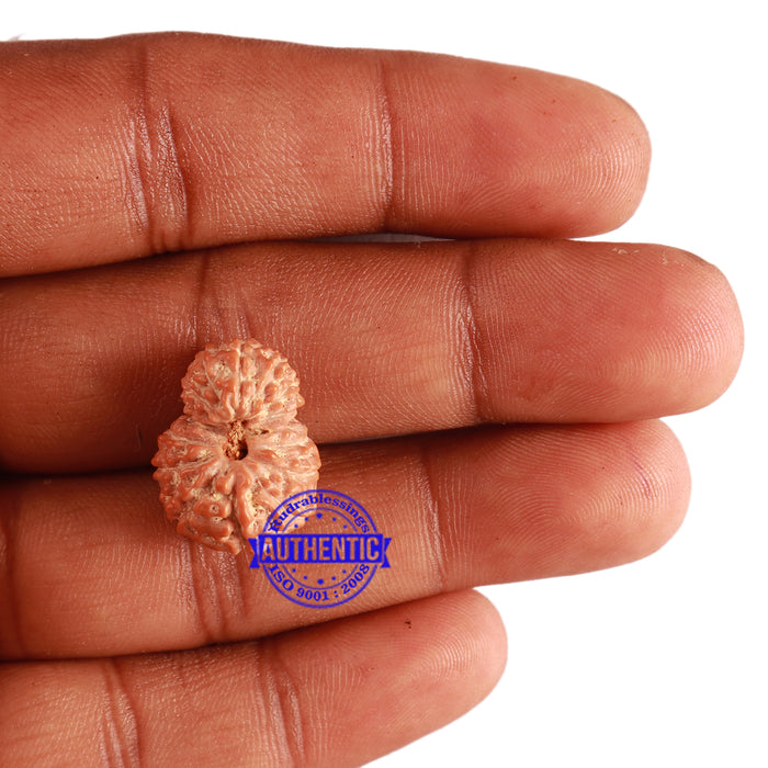 16 Mukhi Rudraksha from Indonesia - Bead No. 211