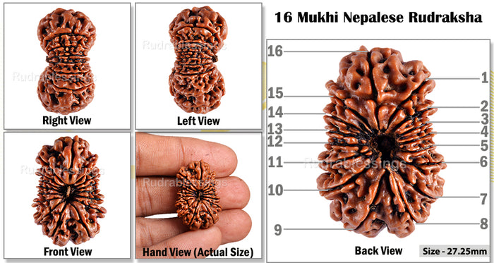 16 Mukhi Rudraksha from Nepal - Bead No. 45