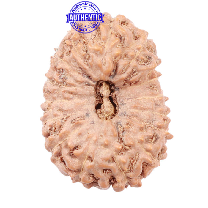 16 Mukhi Rudraksha from Indonesia - Bead No. 77