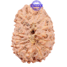 Load image into Gallery viewer, 16 Mukhi Rudraksha from Indonesia - Bead No. 77
