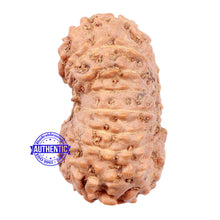 Load image into Gallery viewer, 16 Mukhi Rudraksha from Indonesia - Bead No. 77
