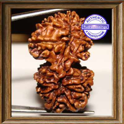 16 Mukhi Gaurishankar Rudraksha from Nepal