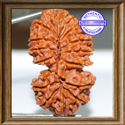 16 Mukhi Gaurishankar Rudraksha from Nepal