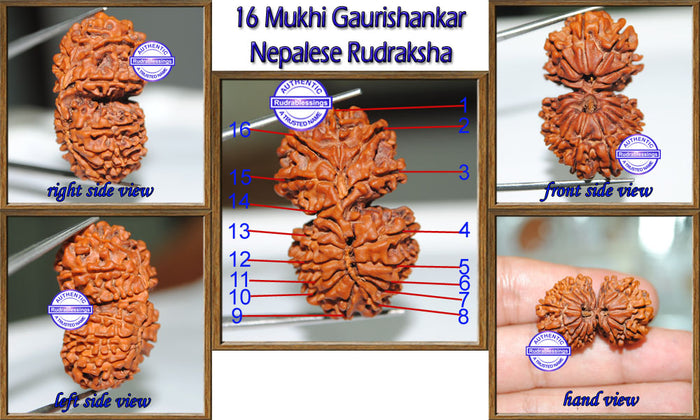 16 Mukhi Gaurishankar Rudraksha from Nepal
