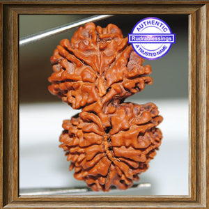 16 Mukhi Gaurishankar Rudraksha from Nepal