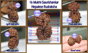 16 Mukhi Gaurishankar Rudraksha from Nepal