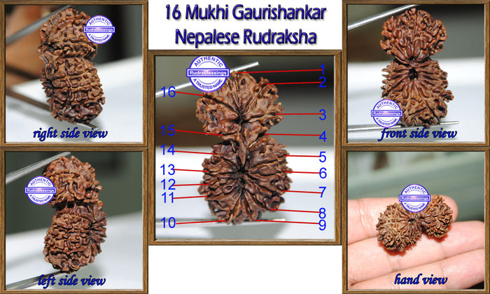 16 Mukhi Gaurishankar Rudraksha from Nepal