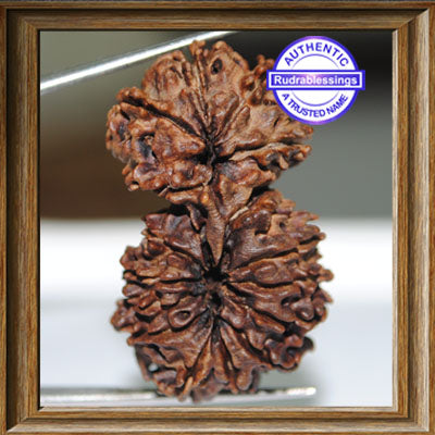 16 Mukhi Gaurishankar Rudraksha from Nepal