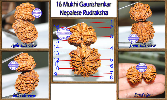 16 Mukhi Gaurishankar Rudraksha from Nepal