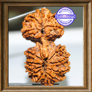 16 Mukhi Gaurishankar Rudraksha from Nepal