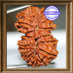 16 Mukhi Gaurishankar Rudraksha from Nepal