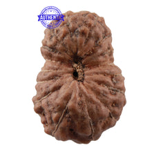 Load image into Gallery viewer, 16 Mukhi Rudraksha from Indonesia - Bead No. 1
