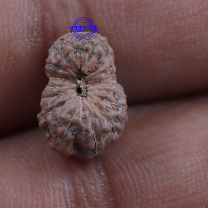 16 Mukhi Rudraksha from Indonesia - Bead No. 1