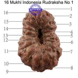 16 Mukhi Rudraksha from Indonesia - Bead No. 1