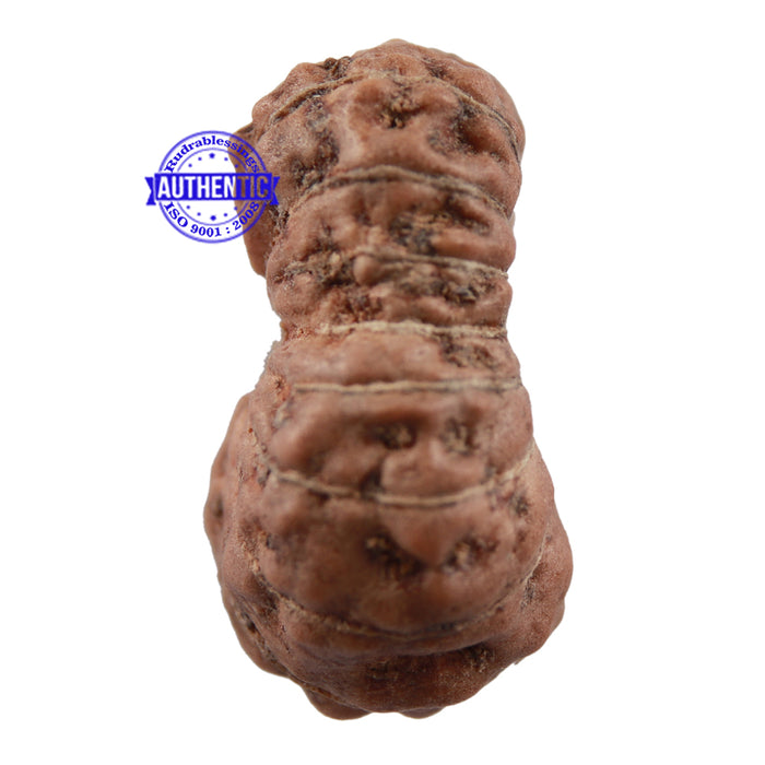 16 Mukhi Rudraksha from Indonesia - Bead No. 1