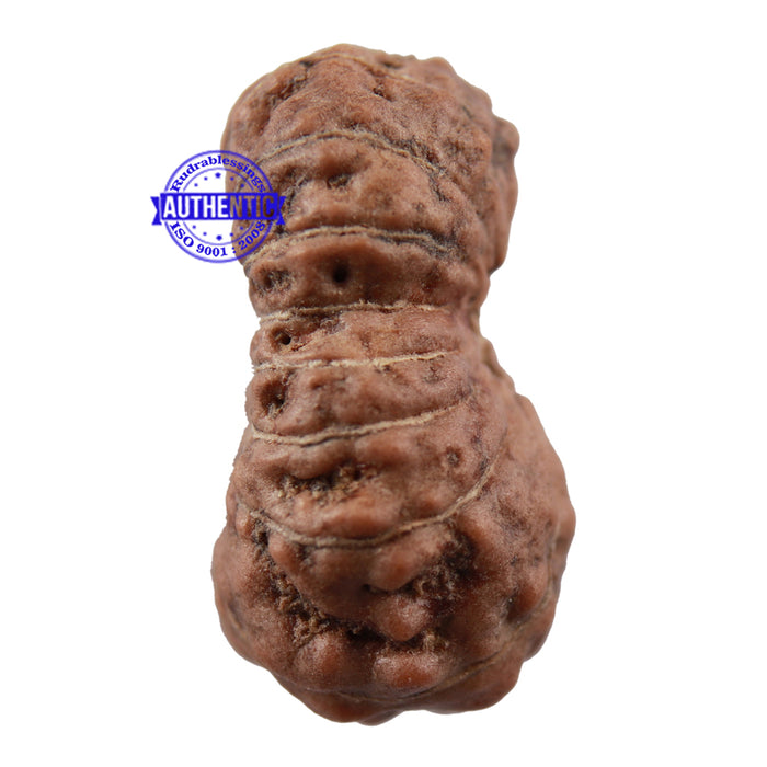16 Mukhi Rudraksha from Indonesia - Bead No. 1