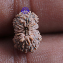Load image into Gallery viewer, 16 Mukhi Rudraksha from Indonesia - Bead No. 205
