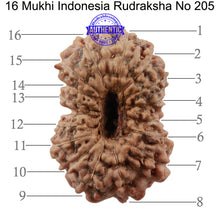 Load image into Gallery viewer, 16 Mukhi Rudraksha from Indonesia - Bead No. 205
