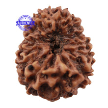 Load image into Gallery viewer, 16 Mukhi Rudraksha from Indonesia - Bead No. 2
