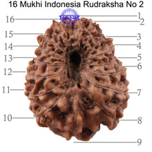 Load image into Gallery viewer, 16 Mukhi Rudraksha from Indonesia - Bead No. 2

