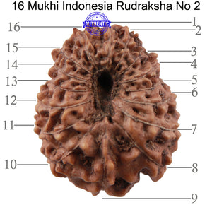 16 Mukhi Rudraksha from Indonesia - Bead No. 2