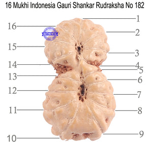16 Mukhi Gaurishankar Rudraksha from Indonesia - Bead No. 182