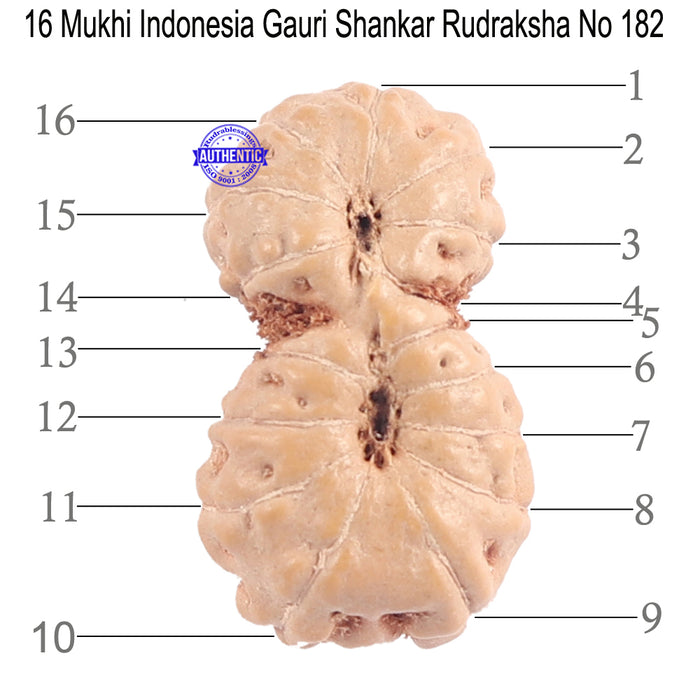 16 Mukhi Gaurishankar Rudraksha from Indonesia - Bead No. 182