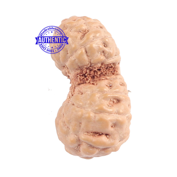 16 Mukhi Gaurishankar Rudraksha from Indonesia - Bead No. 182