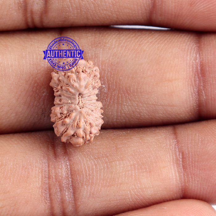 16 Mukhi Rudraksha from Indonesia - Bead No. 163