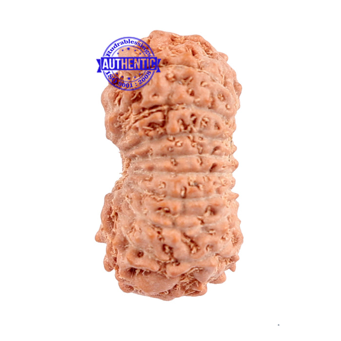 16 Mukhi Rudraksha from Indonesia - Bead No. 163