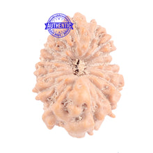 Load image into Gallery viewer, 16 Mukhi Rudraksha from Indonesia - Bead No. 164
