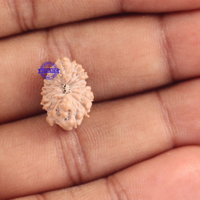 16 Mukhi Rudraksha from Indonesia - Bead No. 164