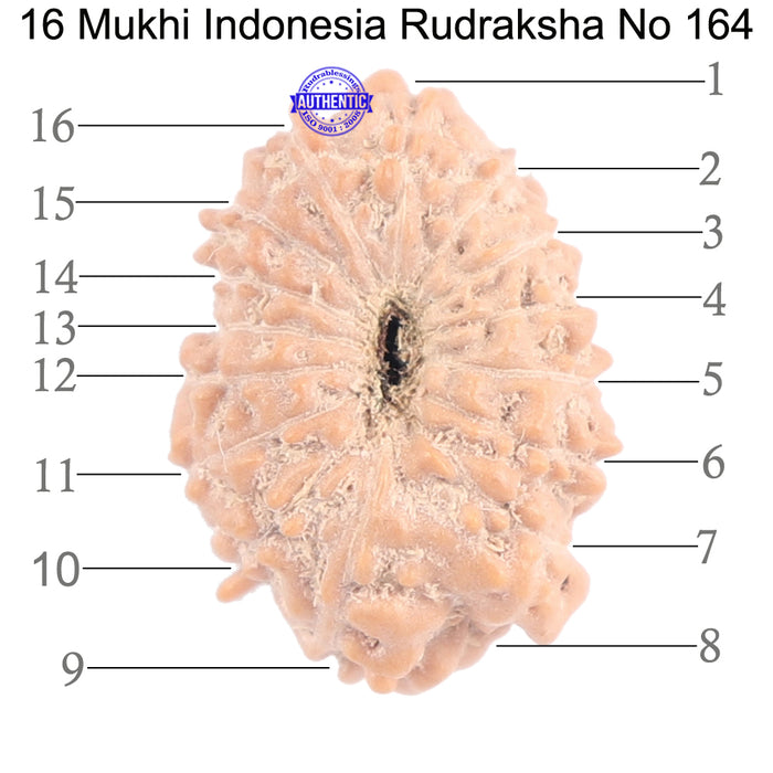 16 Mukhi Rudraksha from Indonesia - Bead No. 164