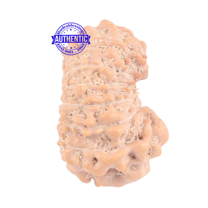 16 Mukhi Rudraksha from Indonesia - Bead No. 164