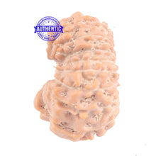 Load image into Gallery viewer, 16 Mukhi Rudraksha from Indonesia - Bead No. 164
