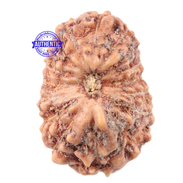 16 Mukhi Rudraksha from Indonesia - Bead No 172
