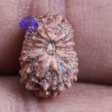 Load image into Gallery viewer, 16 Mukhi Rudraksha from Indonesia - Bead No 172
