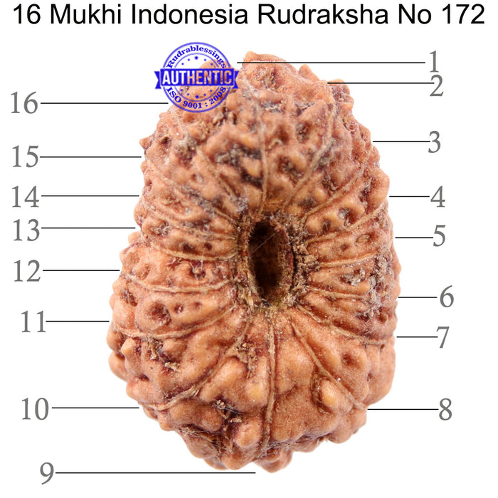 16 Mukhi Rudraksha from Indonesia - Bead No 172