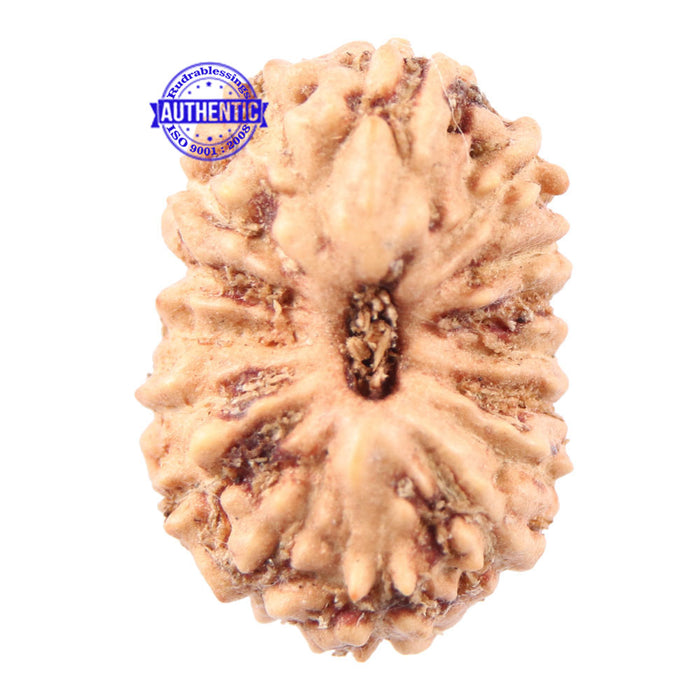 16 Mukhi Rudraksha from Indonesia - Bead No 177