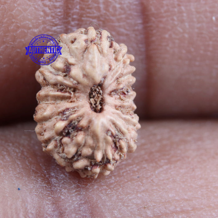 16 Mukhi Rudraksha from Indonesia - Bead No 177