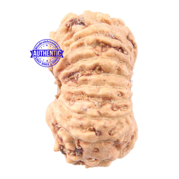 16 Mukhi Rudraksha from Indonesia - Bead No 177