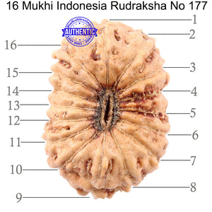16 Mukhi Rudraksha from Indonesia - Bead No 177