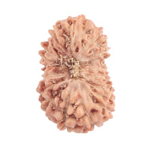 Load image into Gallery viewer, 16 Mukhi Rudraksha from Indonesia - Bead No. 185
