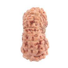 Load image into Gallery viewer, 16 Mukhi Rudraksha from Indonesia - Bead No. 185

