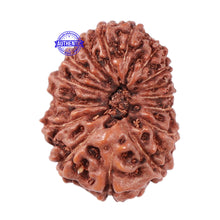 Load image into Gallery viewer, 16 Mukhi Rudraksha from Indonesia - Bead No. 23
