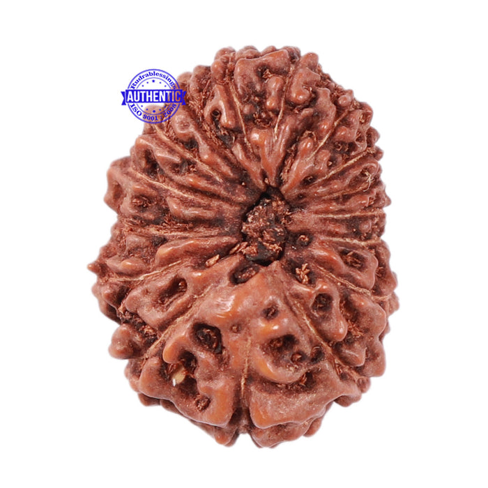 16 Mukhi Rudraksha from Indonesia - Bead No. 23