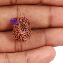 Load image into Gallery viewer, 16 Mukhi Rudraksha from Indonesia - Bead No. 23
