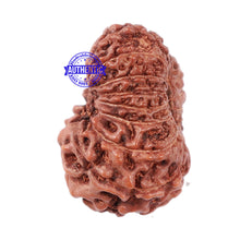 Load image into Gallery viewer, 16 Mukhi Rudraksha from Indonesia - Bead No. 23
